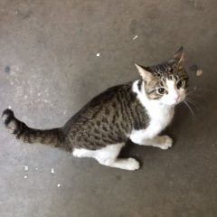 Подробнее об объявлении «Найден кот Санкт-Петербург» Фото: найдена кошка  «Найден кот Санкт-Петербург» в г. Санкт-Петербург