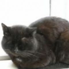 Подробнее об объявлении «Найдена кошка или кот черный Санкт-Петербург» Фото: найдена кошка  «Найдена кошка или кот черный Санкт-Петербург» в г. Санкт-Петербург