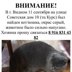 Подробнее об объявлении «Видное Найдена кошка 11 октября кот/кошка» Фото: найдена кошка Британская длинношерстная «Видное Найдена кошка 11 октября кот/кошка» в г. Видное