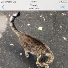 Подробнее об объявлении «Найдена кошка крупный кот, черепаховый окрас Троицк» Фото: найдена кошка  «Найдена кошка крупный кот, черепаховый окрас...» в г. Троицк