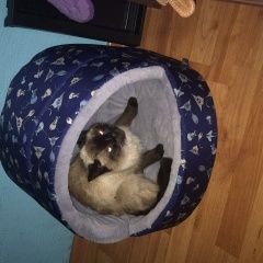 Подробнее об объявлении «Химки Найдена кошка сиамочка» Фото: найдена кошка Сиамская «Химки Найдена кошка сиамочка» в г. Химки