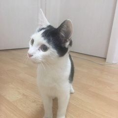 Подробнее об объявлении «Москва Найден кот» Фото: найдена кошка  «Москва Найден кот» в г. Москва