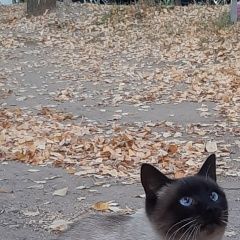 Подробнее об объявлении «Найден кот сиамский кот Чебоксары» Фото: найдена кошка Сиамская «Найден кот сиамский кот Чебоксары» в г. Чебоксары