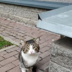 Подробнее об объявлении «Найден котик, явно домашний Санкт-Петербург» Фото: найдена кошка  «Найден котик, явно домашний Санкт-Петербург» в г. Санкт-Петербург