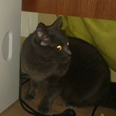 Подробнее об объявлении «Найдена кошка кот породы британская голубая Санкт-Петербург» Фото: найдена кошка  «Найдена кошка кот породы британская голубая...» в г. Санкт-Петербург