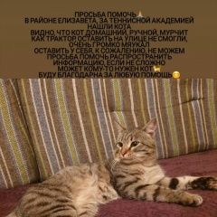 Подробнее об объявлении «Екатеринбург Найден кот» Фото: найдена кошка  «Екатеринбург Найден кот» в г. Екатеринбург