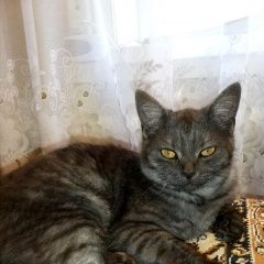 Подробнее об объявлении «Найдена кошка Оренбург» Фото: найдена кошка  «Найдена кошка Оренбург» в г. Оренбург