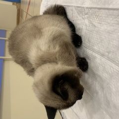 Подробнее об объявлении «Найден кот, некастрированный, без чипа Санкт-Петербург» Фото: найдена кошка Тайская «Найден кот, некастрированный, без чипа...» в г. Санкт-Петербург