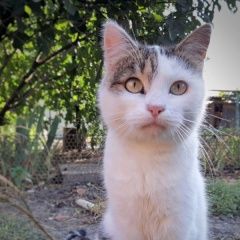 Подробнее об объявлении «Краснодар Найдена кошка прелестная, зовут лапка» Фото: найдена кошка  «Краснодар Найдена кошка прелестная, зовут лапка» в г. Краснодар