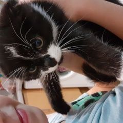 Подробнее об объявлении «Москва Найдена кошка котенок вислоухий» Фото: найдена кошка  «Москва Найдена кошка котенок вислоухий» в г. Москва