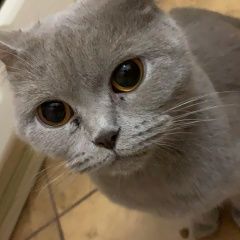 Подробнее об объявлении «Москва Найдена кошка харьковская улица» Фото: найдена кошка  «Москва Найдена кошка харьковская улица» в г. Москва