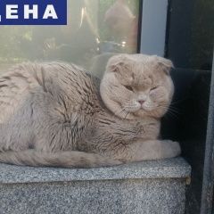 Подробнее об объявлении «Найдена кошка потеряешь ждет хозяев или добрые руки Нижний Новгород» Фото: найдена кошка  «Найдена кошка потеряешь ждет хозяев или добрые...» в г. Нижний Новгород