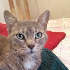 Подробнее об объявлении «Найдена кошка Санкт-Петербург» Фото: найдена кошка  «Найдена кошка Санкт-Петербург» в г. Санкт-Петербург