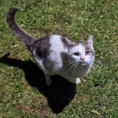 Подробнее об объявлении «Дубна Найдена кошка» Фото: найдена кошка  «Дубна Найдена кошка» в г. Дубна