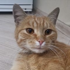 Подробнее об объявлении «Москва Найден кот» Фото: найдена кошка  «Москва Найден кот» в г. Москва