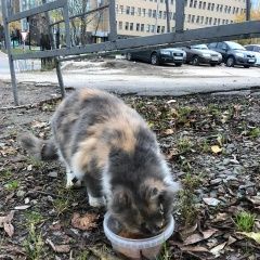 Подробнее об объявлении «Москва Найдена кошка.. на ул. академика волгина» Фото: найдена кошка  «Москва Найдена кошка.. на ул. академика волгина» в г. Москва