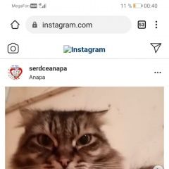 Подробнее об объявлении «Найдена кошка Анапа» Фото: найдена кошка Австралийский терьер «Найдена кошка Анапа» в г. Анапа