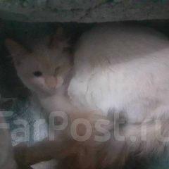 Подробнее об объявлении «Владивосток Найдена кошка кот(кошка)» Фото: найдена кошка Сиамская «Владивосток Найдена кошка кот(кошка)» в г. Владивосток