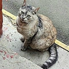 Подробнее об объявлении «Москва Найдена кошка хорошево-мневники, пр-т маршала жукова» Фото: найдена кошка  «Москва Найдена кошка хорошево-мневники, пр-т...» в г. Москва