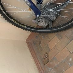 Подробнее об объявлении «Обнинск Найдена кошка похожа на американскую короткошёрстную» Фото: найдена кошка  «Обнинск Найдена кошка похожа на американскую...» в г. Обнинск