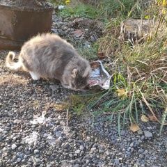 Подробнее об объявлении «Найдена кошка в пучково Троицк» Фото: найдена кошка  «Найдена кошка в пучково Троицк» в г. Троицк