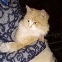 Подробнее об объявлении «Лобня Найден кот рыжий пушистый кот» Фото: найдена кошка  «Лобня Найден кот рыжий пушистый кот» в г. Лобня