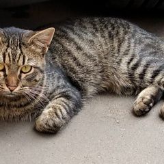 Подробнее об объявлении «Найдена кошка полосатый котик Реутов» Фото: найдена кошка  «Найдена кошка полосатый котик Реутов» в г. Реутов