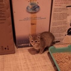 Подробнее об объявлении «Найдена кошка ищем дом Курган» Фото: найдена кошка  «Найдена кошка ищем дом Курган» в г. Курган