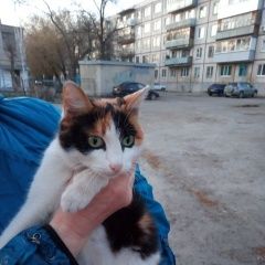 Подробнее об объявлении «Найдена кошка ищем дом Курган» Фото: найдена кошка  «Найдена кошка ищем дом Курган» в г. Курган