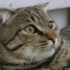 Подробнее об объявлении «Найдена кошка ищем дом Курган» Фото: найдена кошка  «Найдена кошка ищем дом Курган» в г. Курган
