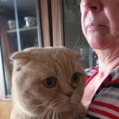 Подробнее об объявлении «Ярославль Найдена кошка кот» Фото: найдена кошка  «Ярославль Найдена кошка кот» в г. Ярославль