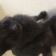 Подробнее об объявлении «Севастополь Найден кот» Фото: найдена кошка Мейн-кун «Севастополь Найден кот» в г. Севастополь