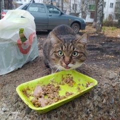 Подробнее об объявлении «Найдена кошка Уфа» Фото: найдена кошка  «Найдена кошка Уфа» в г. Уфа