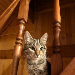 Подробнее об объявлении «Найдена кошка 13-15 недель Уфа» Фото: найдена кошка  «Найдена кошка 13-15 недель Уфа» в г. Уфа