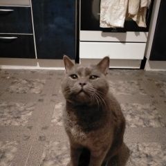 Подробнее об объявлении «Найден кот Волгоград» Фото: найдена кошка  «Найден кот Волгоград» в г. Волгоград
