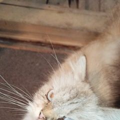 Подробнее об объявлении «Найдена кошка Ейск» Фото: найдена кошка Персидская «Найдена кошка Ейск» в г. Ейск