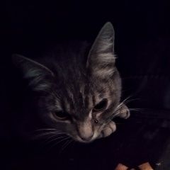 Подробнее об объявлении «Санкт-Петербург Найдена кошка» Фото: найдена кошка  «Санкт-Петербург Найдена кошка» в г. Санкт-Петербург