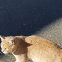 Подробнее об объявлении «Подольск Найден кот в е рыжий кот» Фото: найдена кошка  «Подольск Найден кот в е рыжий кот» в г. Подольск