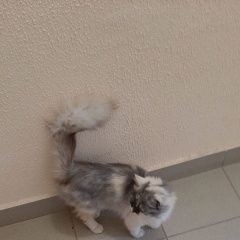 Подробнее об объявлении «Найдена кошка Уфа» Фото: найдена кошка  «Найдена кошка Уфа» в г. Уфа
