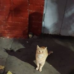 Подробнее об объявлении «Москва Найден кот» Фото: найдена кошка  «Москва Найден кот» в г. Москва