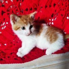 Подробнее об объявлении «Обнинск Найдена кошка» Фото: найдена кошка  «Обнинск Найдена кошка» в г. Обнинск