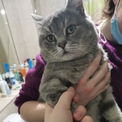 Подробнее об объявлении «Красноярск Найден кот» Фото: найдена кошка  «Красноярск Найден кот» в г. Красноярск