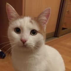 Подробнее об объявлении «Москва Найдена кошка гольяново» Фото: найдена кошка  «Москва Найдена кошка гольяново» в г. Москва