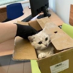 Подробнее об объявлении «Москва Найдена кошка октябрьское поле, серебристая шиншилла» Фото: найдена кошка Британская короткошерстная «Москва Найдена кошка октябрьское поле,...» в г. Москва
