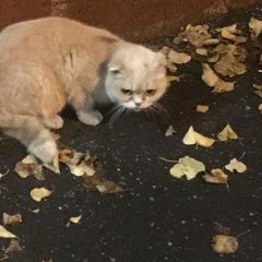 Подробнее об объявлении «Химки Найдена кошка вислоухая шотланская или британская» Фото: найдена кошка  «Химки Найдена кошка вислоухая шотланская или...» в г. Химки