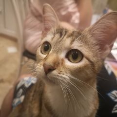 Подробнее об объявлении «Найдена кошка Щелково» Фото: найдена кошка  «Найдена кошка Щелково» в г. Щелково