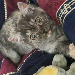 Подробнее об объявлении «Ставрополь Найдена кошка..» Фото: найдена кошка Британская короткошерстная «Ставрополь Найдена кошка..» в г. Ставрополь