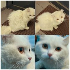 Подробнее об объявлении «Найдена кошка турецкая ангорская Оренбург» Фото: найдена кошка Турецкая ангора «Найдена кошка турецкая ангорская Оренбург» в г. Оренбург