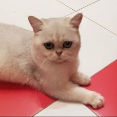 Подробнее об объявлении «Боровск Найден кот молодой котик. хозяин, отзовись» Фото: найдена кошка  «Боровск Найден кот молодой котик. хозяин, отзовись» в г. Боровск