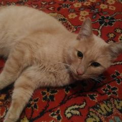 Подробнее об объявлении «Найден кот Волгоград» Фото: найдена кошка  «Найден кот Волгоград» в г. Волгоград